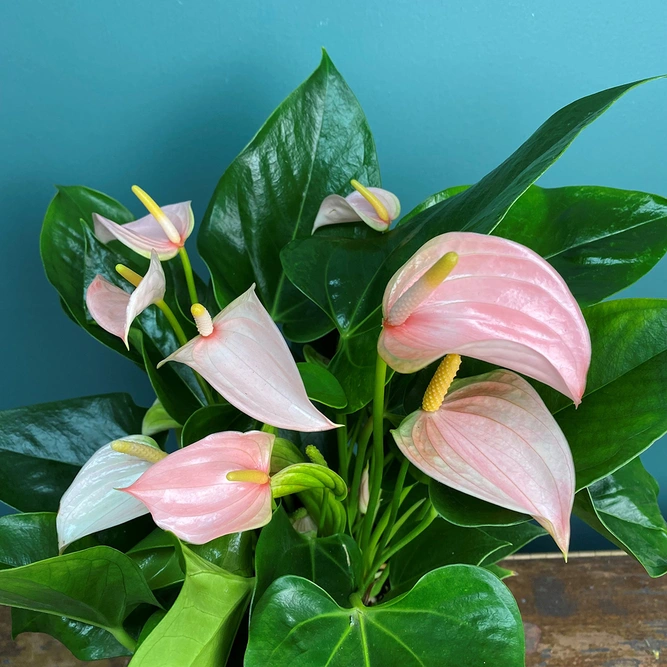 Anthurium andreanum 'Joli Peach' (Pot Size 12cm) Flamingo Flower - image 2