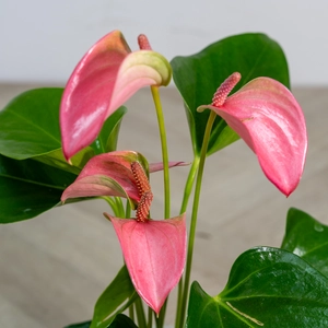 Anthurium andreanum 'Joli Pink' (Pot Size 12cm) Flamingo Flower - image 1