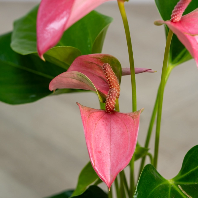 Anthurium andreanum 'Joli Pink' (Pot Size 12cm) Flamingo Flower - image 2