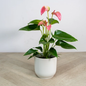Anthurium andreanum 'Joli Pink' (Pot Size 12cm) Flamingo Flower - image 3