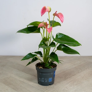 Anthurium andreanum 'Joli Pink' (Pot Size 12cm) Flamingo Flower - image 4