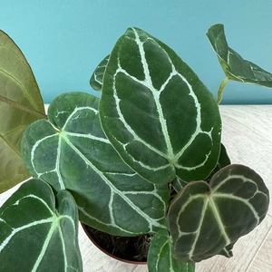 Anthurium Crystallinum (12cm) Crystal Anthurium - image 1