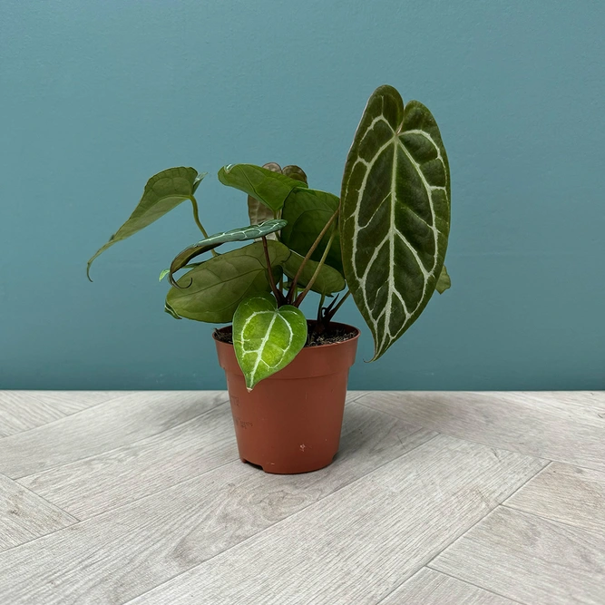 Anthurium Crystallinum (12cm) Crystal Anthurium - image 2