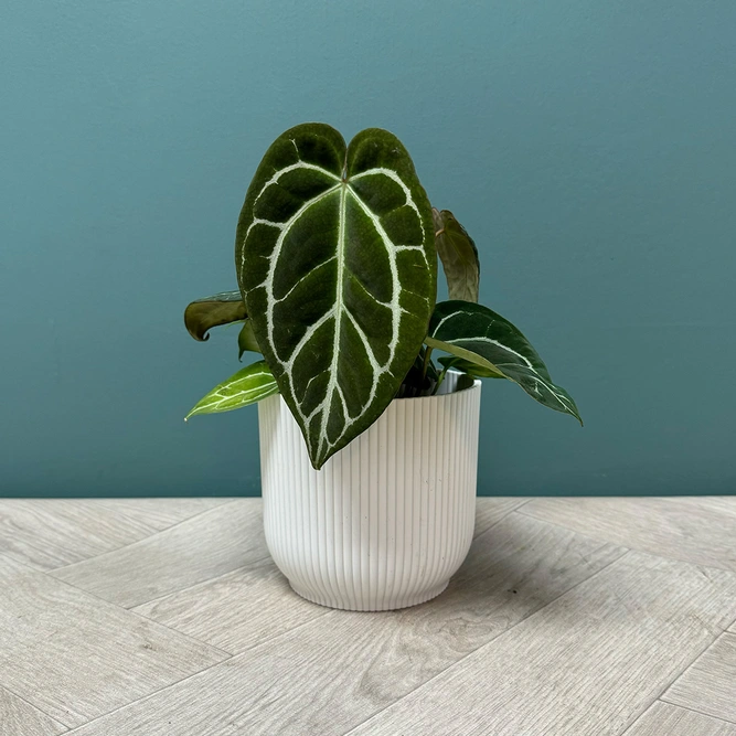 Anthurium Crystallinum (12cm) Crystal Anthurium - image 3