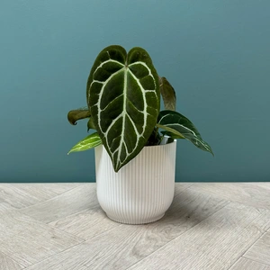 Anthurium Crystallinum (12cm) Crystal Anthurium - image 3