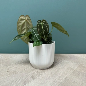 Anthurium Crystallinum (12cm) Crystal Anthurium - image 4