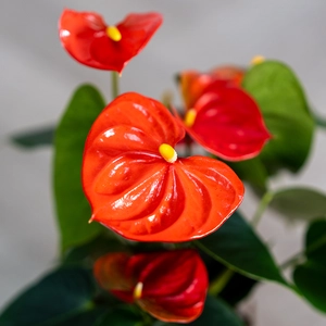 Anthurium 'Royal Orange Champion' (Pot Size 12cm) Flamingo Flower - image 1