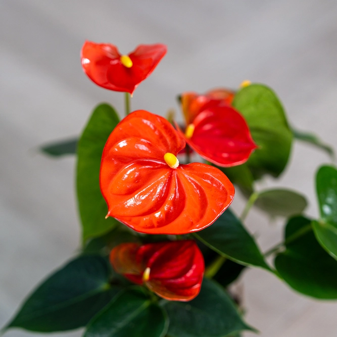 Anthurium 'Royal Orange Champion' (Pot Size 12cm) Flamingo Flower - image 2