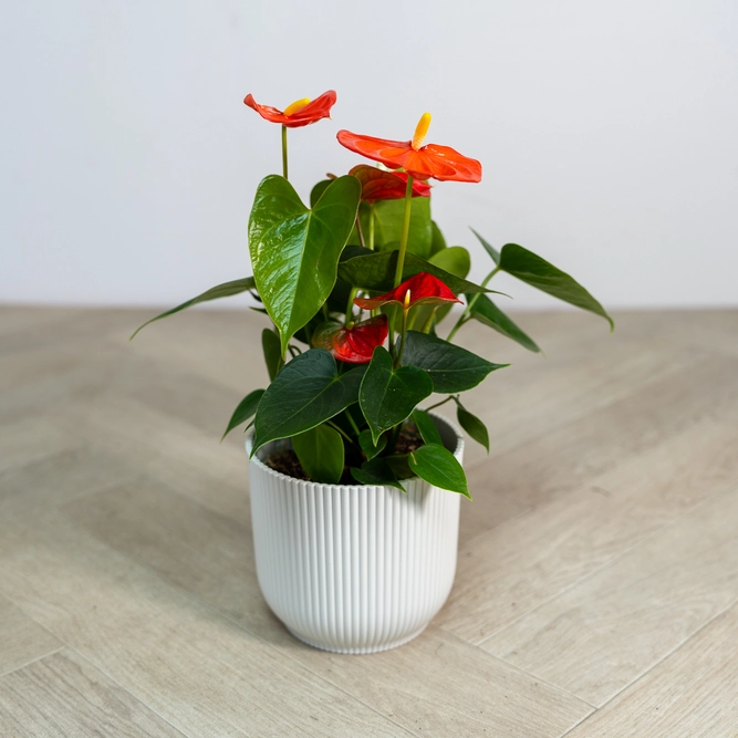 Anthurium 'Royal Orange Champion' (Pot Size 12cm) Flamingo Flower - image 3