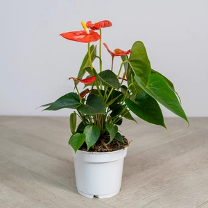 Anthurium 'Royal Orange Champion' (Pot Size 12cm) Flamingo Flower - image 4