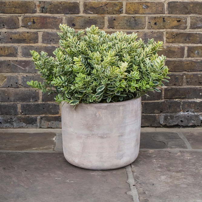 Antique Stone Handmade Cairo Cylinder Planter (D27cm x H27cm) Outdoor Plant Pot - image 3