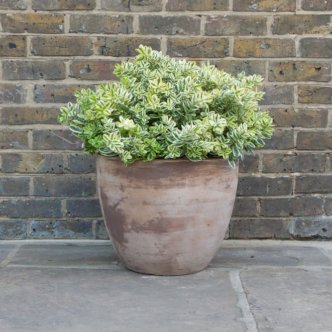 Antique Stone Handmade Egg Planter (D45cm x H36cm) Outdoor Plant Pot - image 3