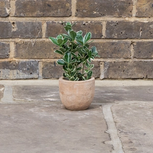 Antique Sand Handmade Egg Stone Planter (D12cm x H10cm) Terracotta Outdoor Plant Pot - image 3