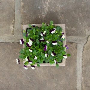 Antique Sand Handmade Low Square Stone Planter (D21cm x H10cm) Terracotta Outdoor Plant Pot - image 4