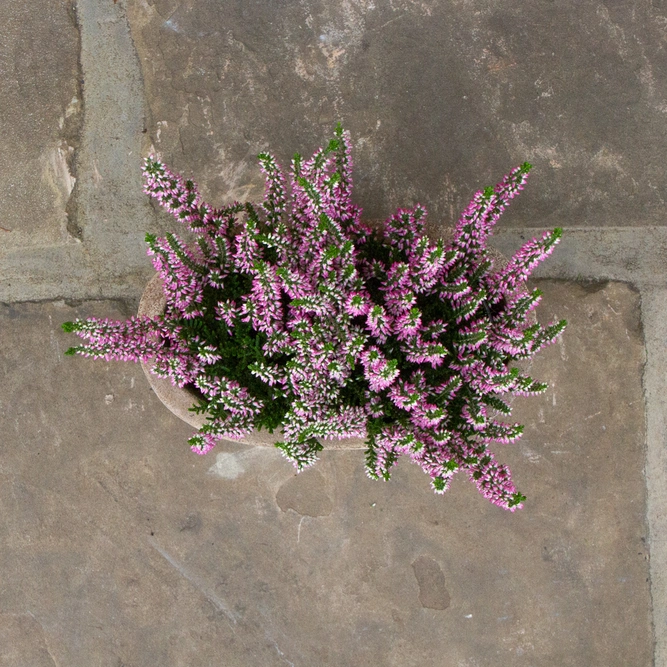 Antique Sand Handmade Oval Stone Trough (D23 x W13 x H12cm) Terracotta Outdoor Plant Pot - image 5