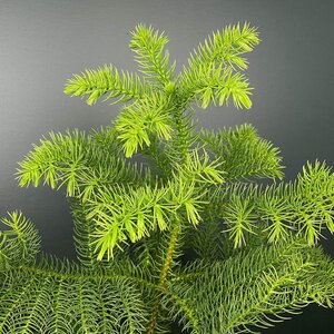 Araucaria heterophylla (Pot Size 17cm) Norfolk island pine - image 3