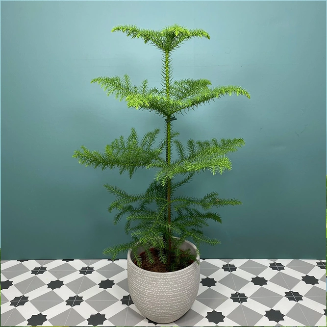 Araucaria heterophylla (Pot Size 17cm) Norfolk island pine - image 1