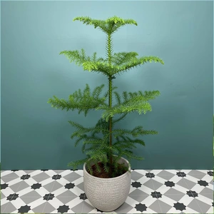 Araucaria heterophylla (Pot Size 17cm) Norfolk island pine - image 1