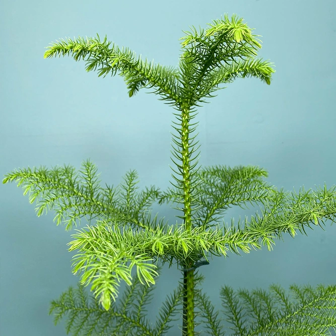 Araucaria heterophylla (Pot Size 17cm) Norfolk island pine - image 2
