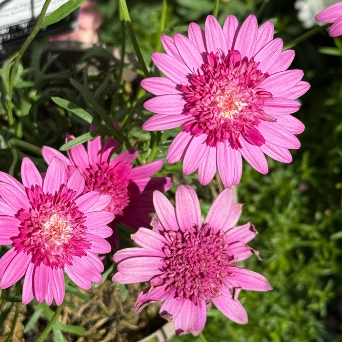 Argyranthemum 'Crested Pink' (Pot Size 1L) Marguerite Daisy - image 1