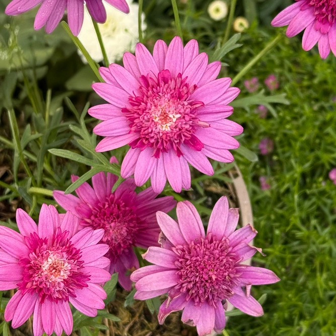 Argyranthemum 'Crested Pink' (Pot Size 1L) Marguerite Daisy - image 2