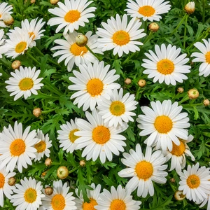 Argyranthemum frutescens Bush (Pot Size 14cm) Marguerite Daisy