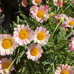 Argyranthemum 'Girly Pink' (Pot Size 1L) Marguerite Daisy - image 1