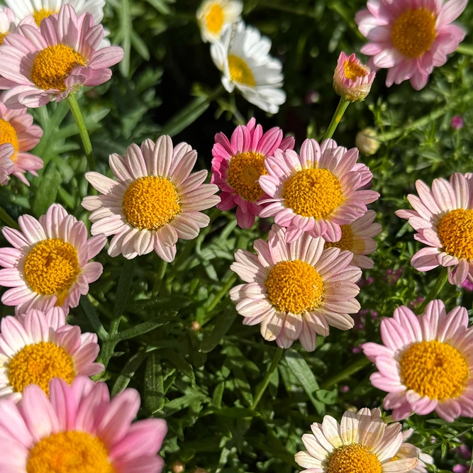 Argyranthemum 'Girly Pink' (Pot Size 1L) Marguerite Daisy - image 2