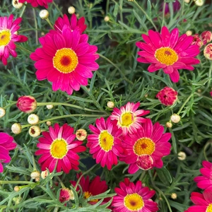 Argyranthemum 'Madeira Red' (Pot Size 1L) Marguerite Daisy - image 1