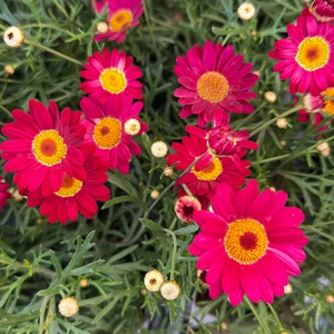 Argyranthemum 'Madeira Red' (Pot Size 1L) Marguerite Daisy - image 2