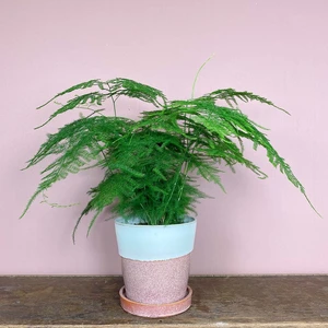 Asparagus setaceus (Pot Size 12cm) Asparagus fern