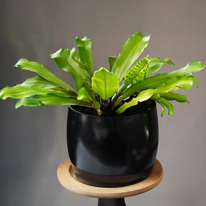Asplenium 'antiquum' (Pot Size 12cm) Bird's Nest fern - image 1