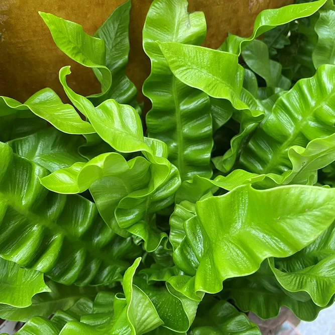 Asplenium 'antiquum' (Pot Size 12cm) Bird's Nest fern - image 4