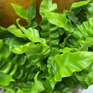 Asplenium nidus 'Crispy Wave' (Pot Size 12cm)  Crispy wave fern