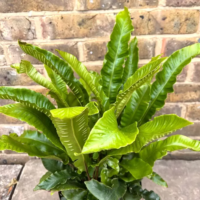 Asplenium scolopendrium (Pot Size 1.5L) Hearts Tongue Fern - image 1