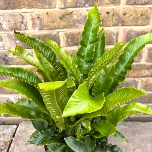 Asplenium scolopendrium (Pot Size 1.5L) Hearts Tongue Fern - image 1