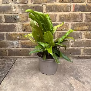 Asplenium scolopendrium (Pot 2L) Hearts Tongue Fern - image 2