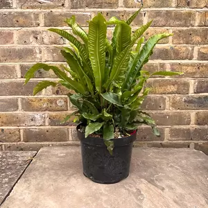 Asplenium scolopendrium (Pot 2L) Hearts Tongue Fern - image 3