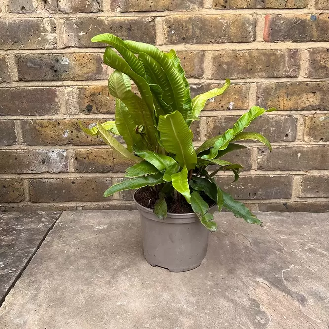 Asplenium scolopendrium (Pot Size 15cm) Hearts Tongue Fern - image 2
