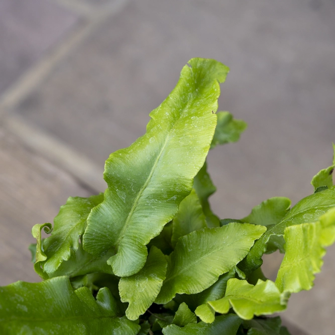 Asplenium scolopendrium (Pot Size 11cm) - Hearts Tongue Fern - image 2