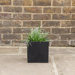 Astelia Banksii (3L)