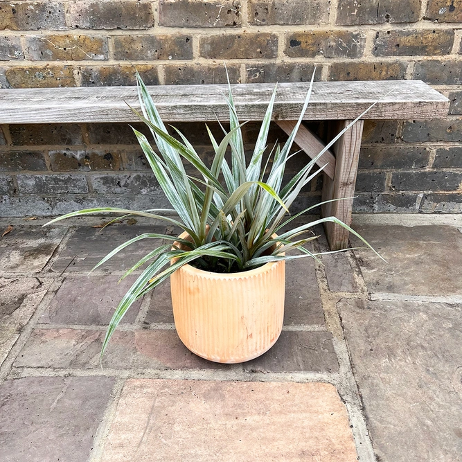 Astelia chathamica 'Silver Spear' (3L) Maori flax - image 2