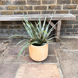 Astelia chathamica 'Silver Spear' (3L) Maori flax - image 2