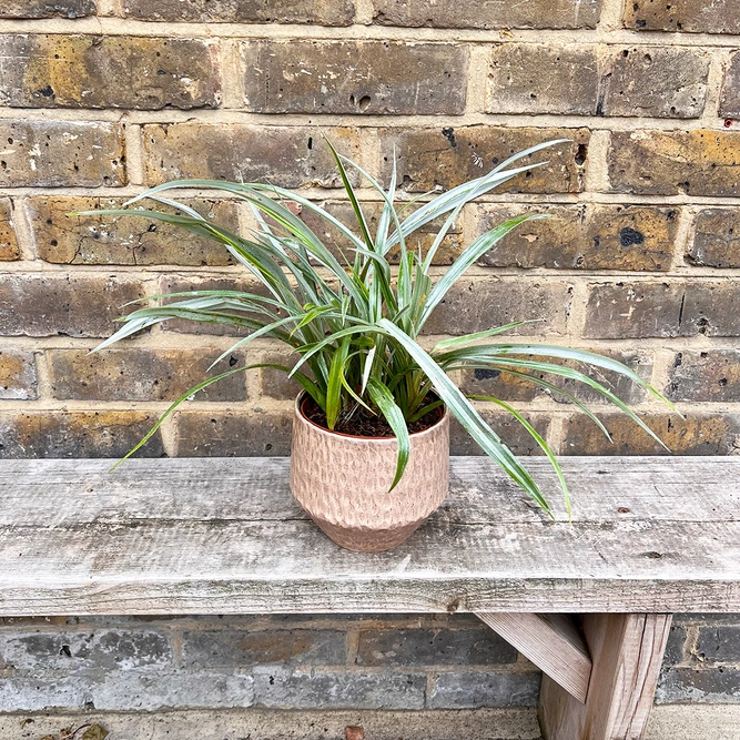 Astelia chathamica 'Silver Spear' (7.5L) Maori flax - image 4