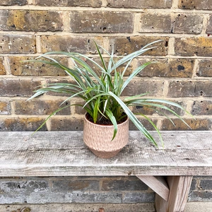 Astelia chathamica 'Silver Spear' (7.5L) Maori flax - image 4