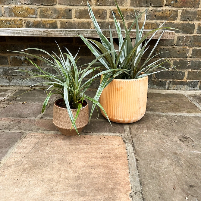 Astelia chathamica 'Silver Spear' (3L) Maori flax - image 3