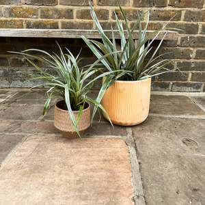 Astelia chathamica 'Silver Spear' (3L) Maori flax - image 3