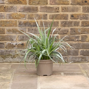 Astelia 'Silver Shadow' (Pot Size 3ltr)