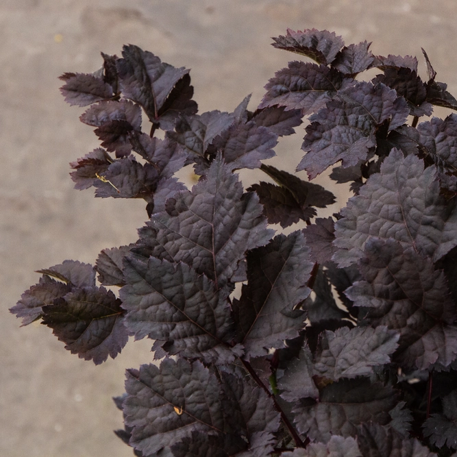 Astilbe 'Dark Side of the Moon ' (4L) - image 2