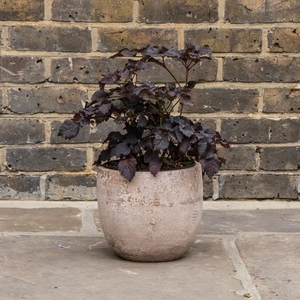 Astilbe 'Dark Side of the Moon ' (4L) - image 3